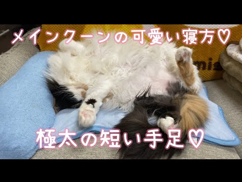 パンクの極太で短い手足が可愛くて好き😘【メインクーン】