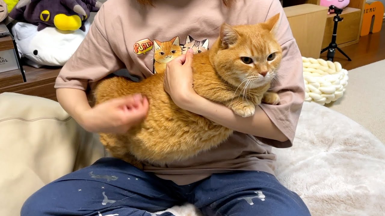 猫楽器、演奏してみた【アマチュア】