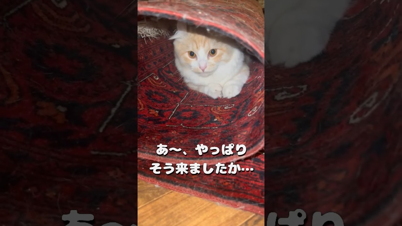 【キンカロー】模様替え中お邪魔虫毛玉【マンチカール】