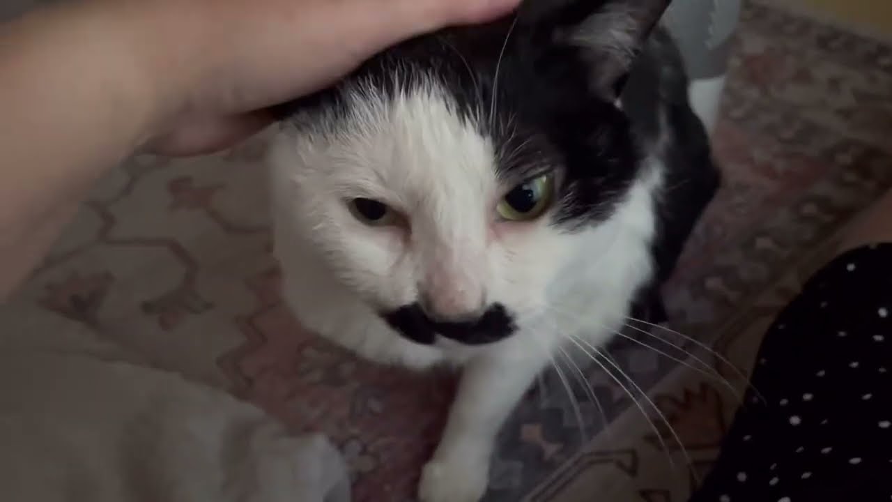 夏本番前なのに猛暑の日本猫 抜け毛が増えて来たのでお風呂にも入れました