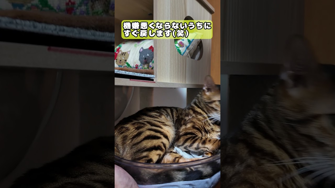 【猫】何が起こった？#cat #ベンガル #kawaii #猫のいる暮らし