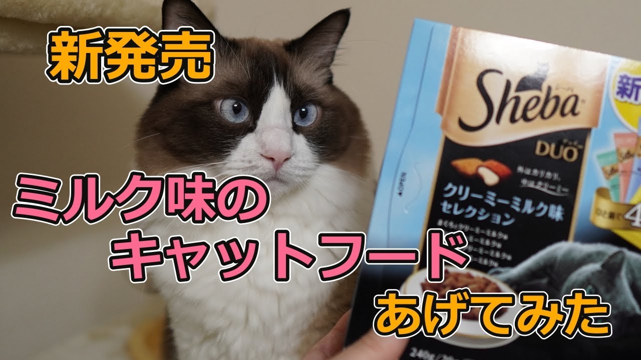 【Sheba DUO シーバデュオ】【ラグドール猫】新発売のキャットフードをあげてみた【クリーミーミルク味】
