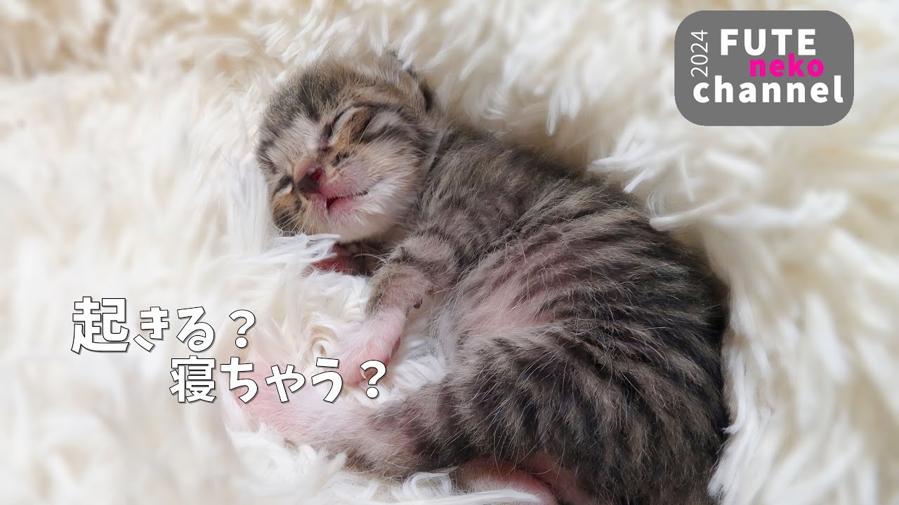 気配を察して起きだす仔猫と…全然起きない仔猫【保護子猫】
