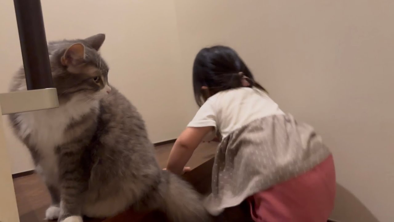 お腹上から退かない猫　ノルウェージャンフォレストキャットA cat that won't move away from my stomach. Norwegian Forest Cat.