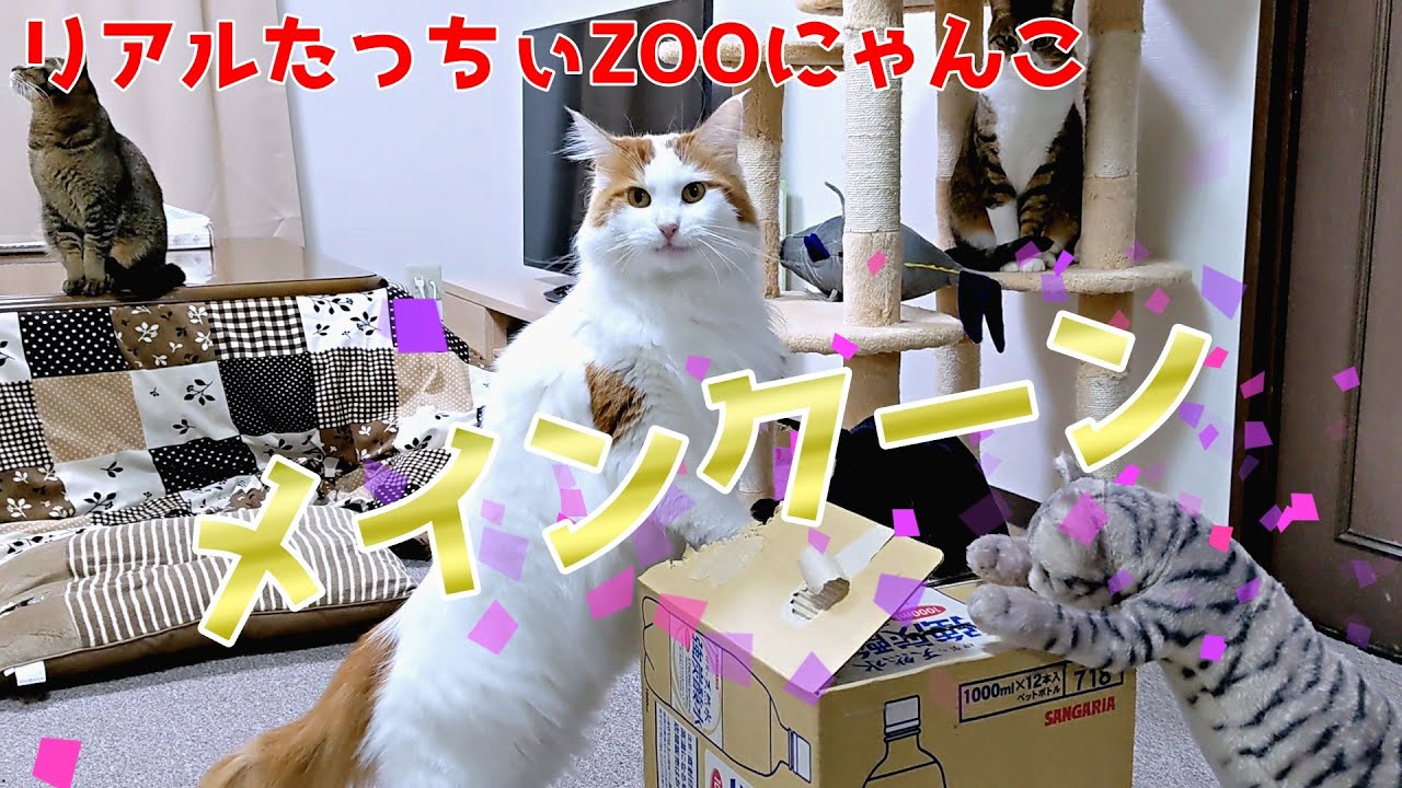 メインクーンがリアルたっちぃZOOにゃんこになった理由が…