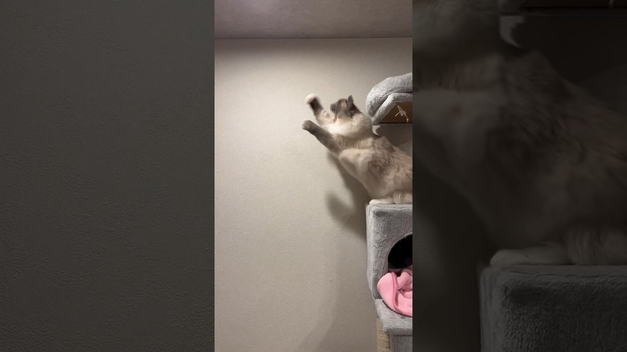 【虫を狙う猫】#ラグドール #猫 #cat #고양이 #ragdollcat  #猫動画 #癒し #ねこ動画  #shorts  #おもしろ動画  #かわいい猫 #cats #cutecat #ねこ