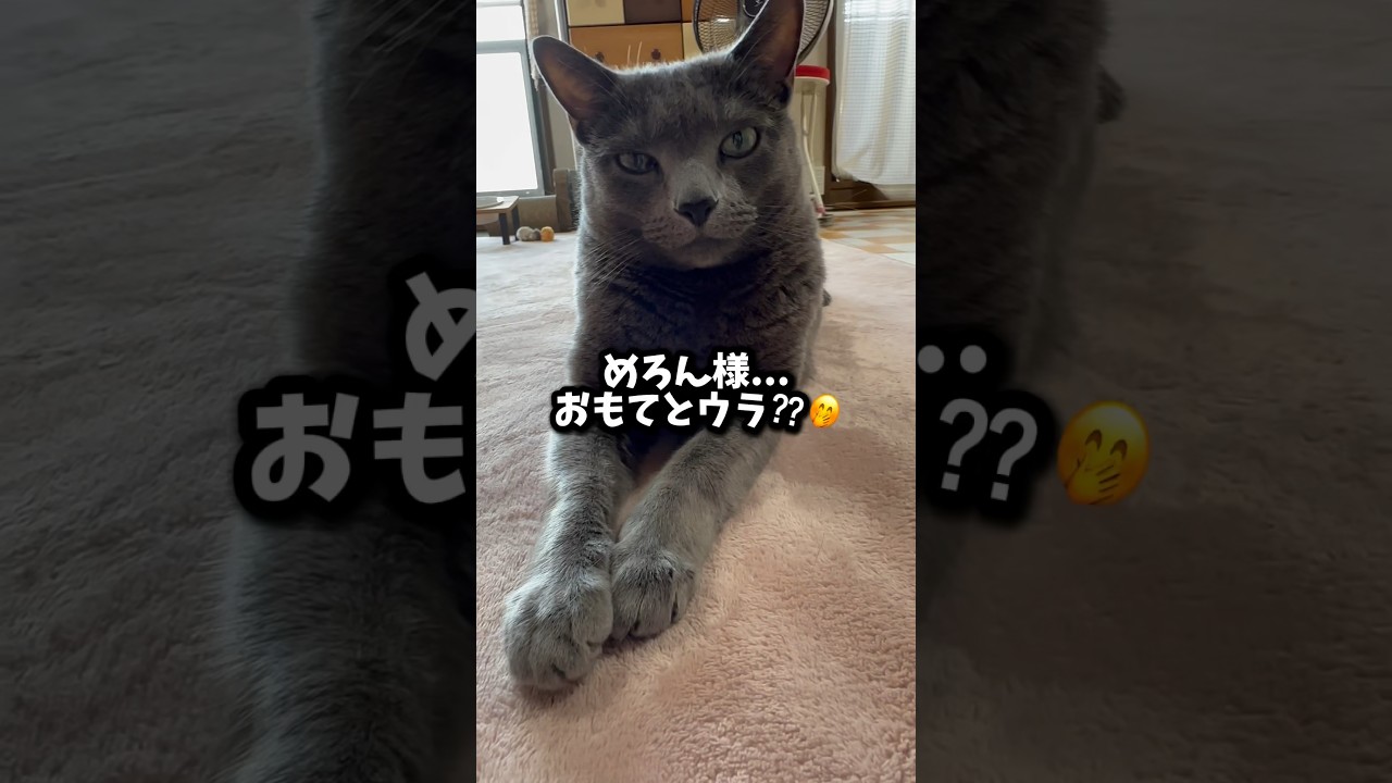 【ロシアンブルー】めろん表と裏のゴロン🤭【猫】#shorts