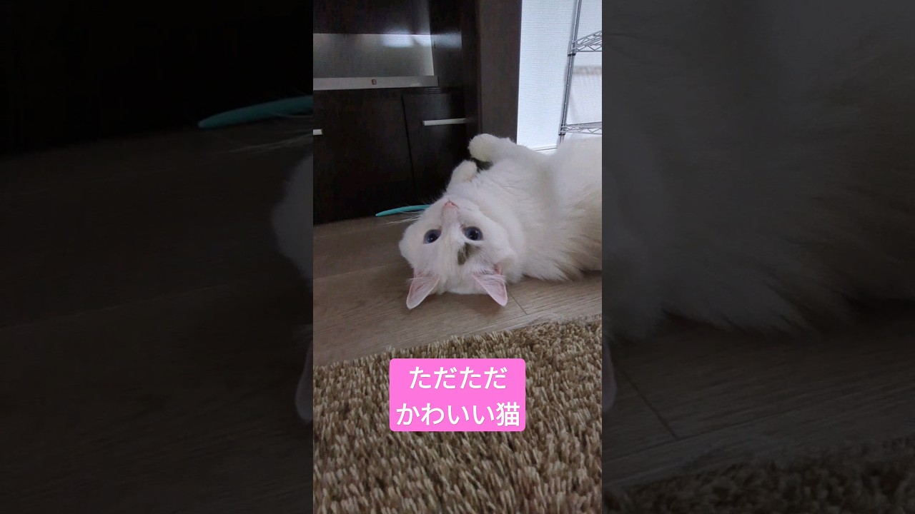 【必見】平日の前の癒し動画　#ラグドール #子猫 #cat #猫好きさんと繋がりたい