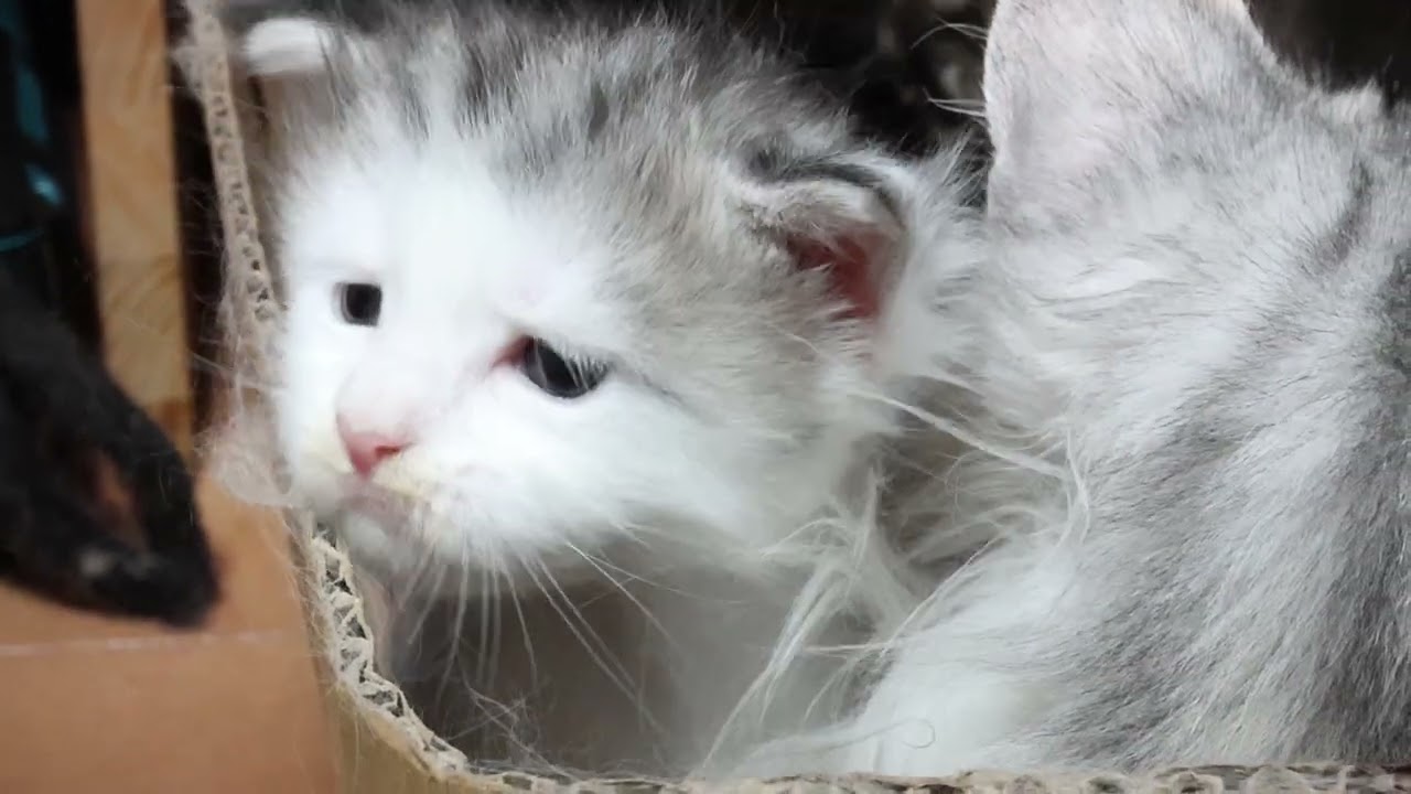 生後26日メインクーン子猫のルナ君