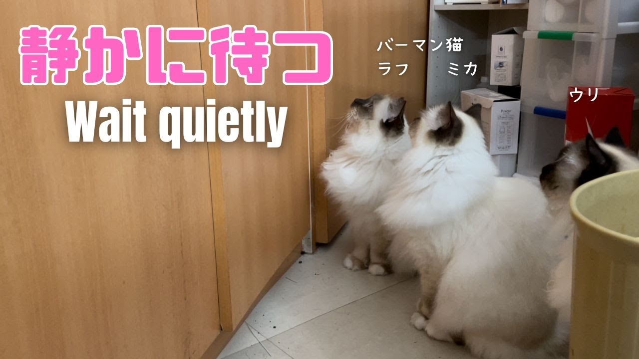 バーマン猫ラフとミカとウリ【静かに待つ】Wait quietly（バーマン猫）Birman/Cat