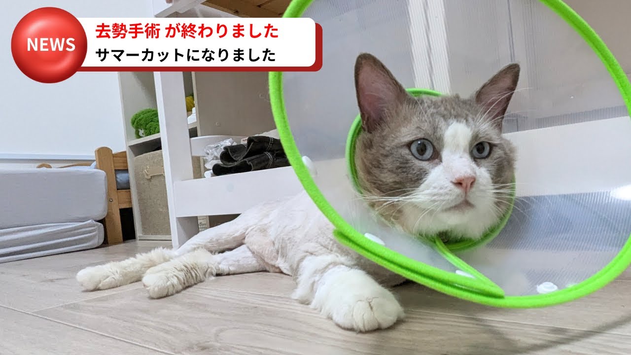 捨て猫ラグドール去勢手術から帰宅しました ついでサマーカットにされた猫