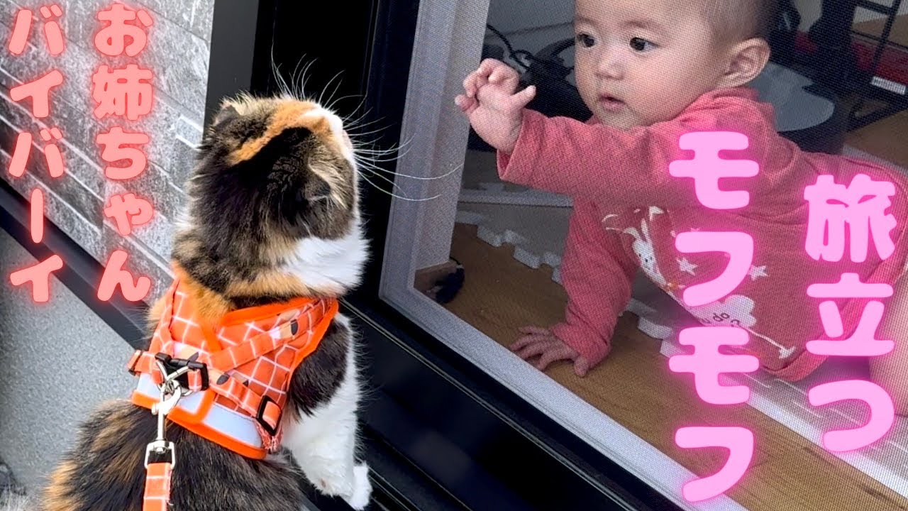 ㊗️初散歩！外の世界を冒険する猫　　スコティッシュフォールド