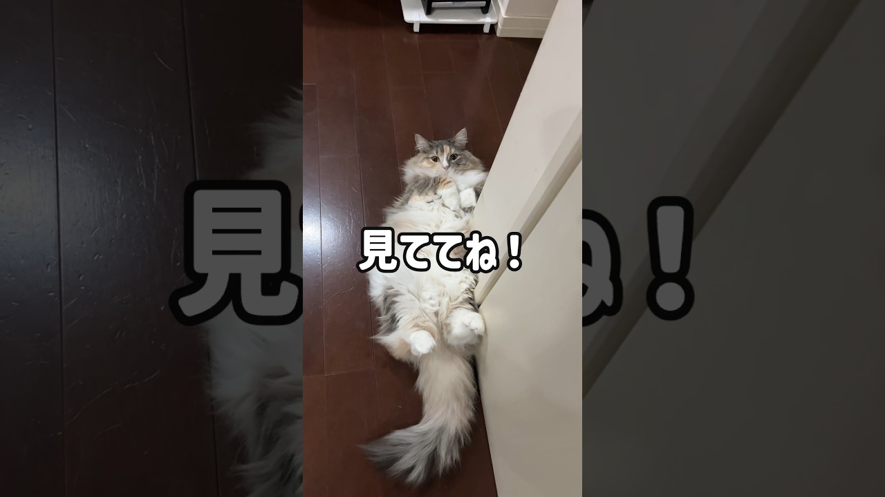 いないいないばぁ、をする猫　#shorts #ノルウェージャンフォレストキャット #norwegianforestcat