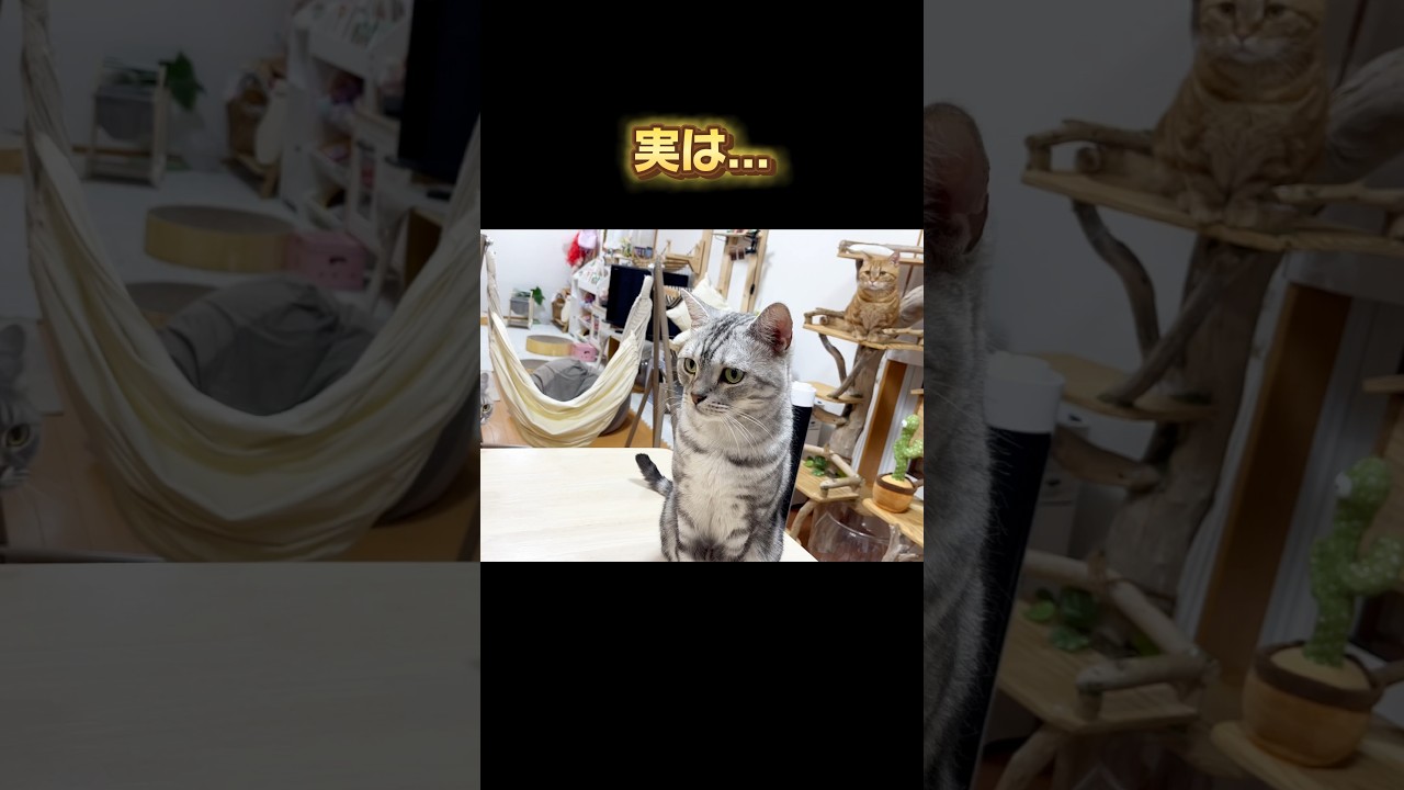 マンチカンのちゃびくんは実は... #猫 #マンチカン #shorts