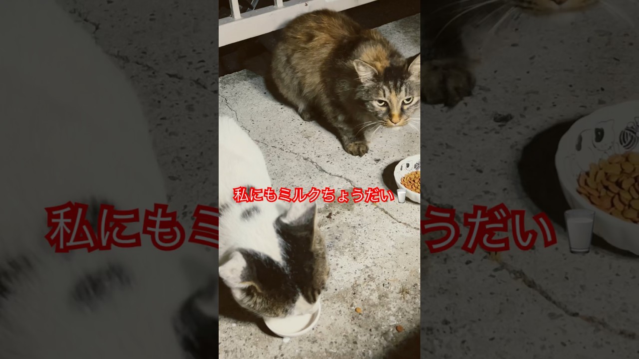 仲良し２匹#short#shorts#japan#日本猫#猫のいる暮らし#猫#あな癒し