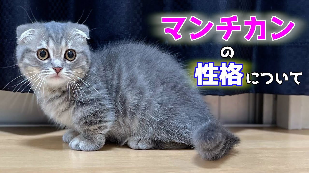 短足マンチカンの性格はこんな感じです[銀ちゃん]