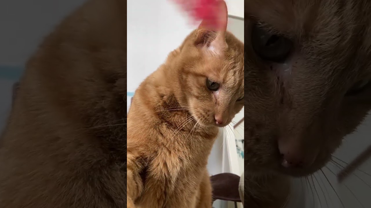 【茶トラ猫】猫じゃらしにソフトタッチで遊ぶぼんやりジラフ#shorts