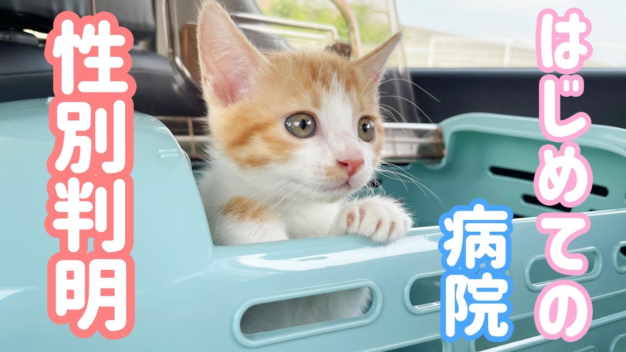 初めて子猫を病院に連れて行きました。