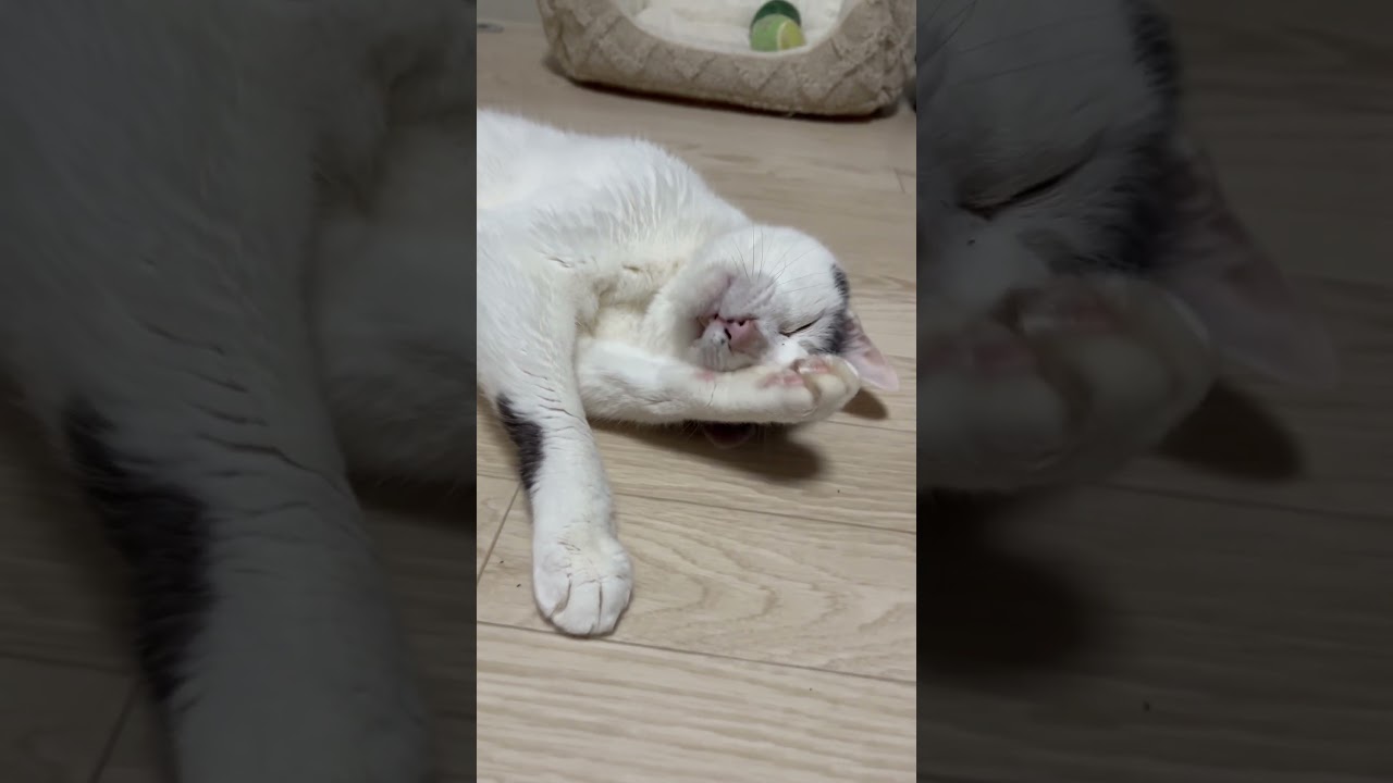 ちろりーぬ #猫 #日本猫  #にゃんこ