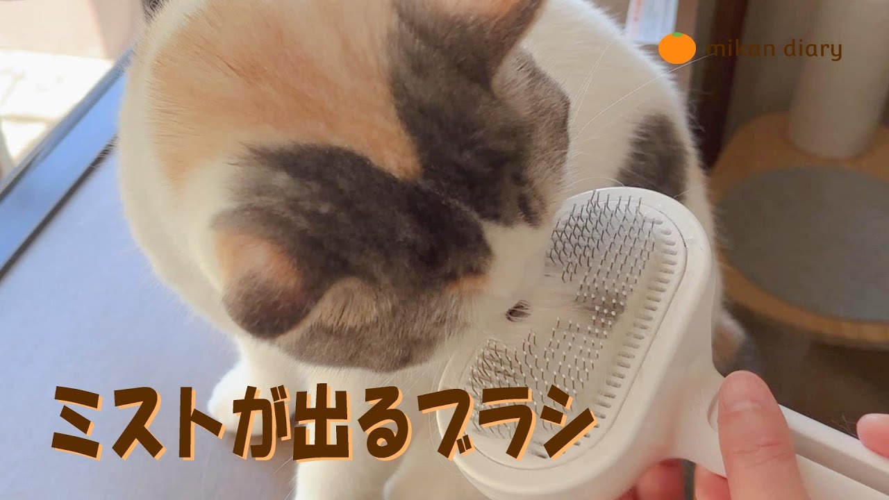 【スコティッシュフォールド】147　ミストが出る猫ブラシ買ってみた