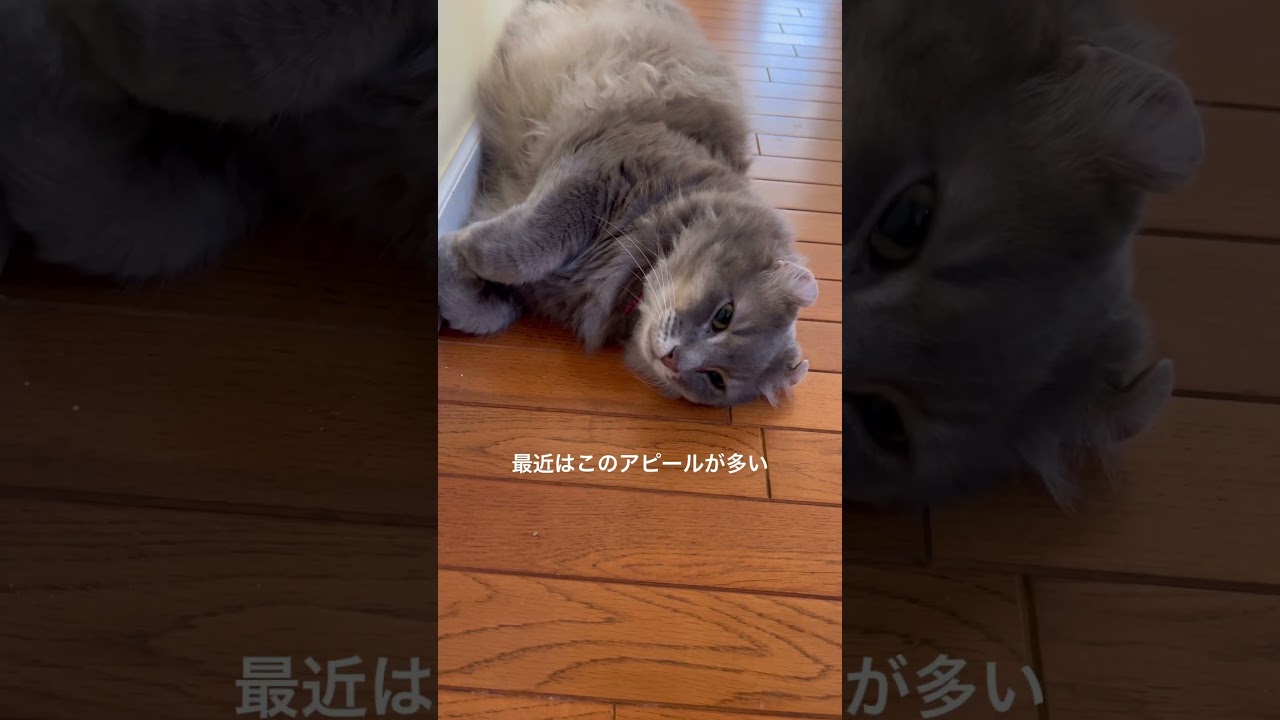 猫動画 #shorts 早いよカールくん #アメリカンカール