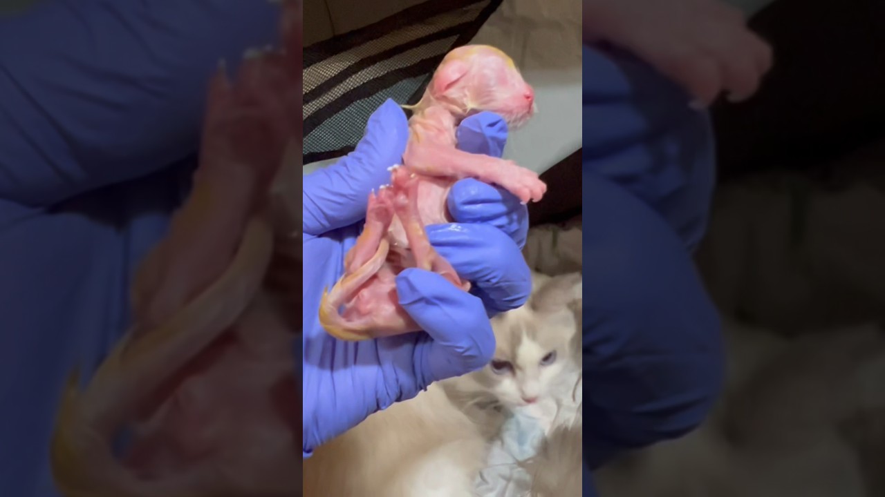 産まれたばかりの赤ちゃん子猫 #猫 #子猫 #ラグドール