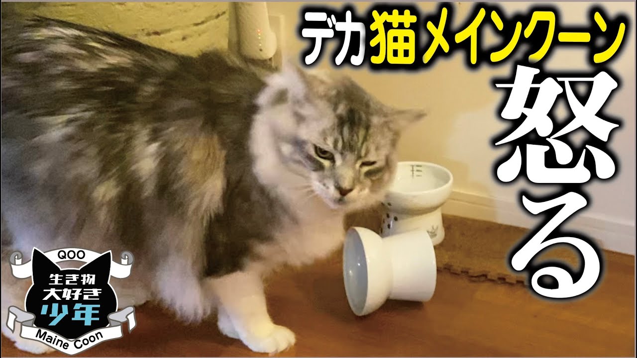 【メインクーン】留守番中、ご飯がなくて怒った？！不機嫌な大型猫