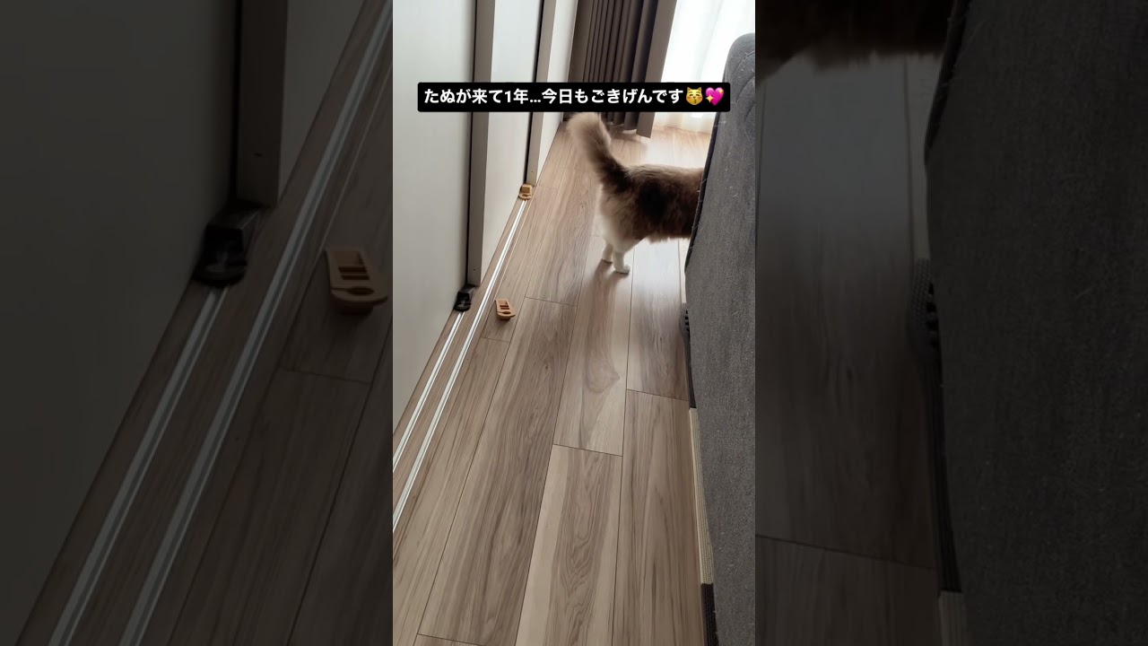 たぬきに似た猫のラグドールが家族になって1年経ちました #ragdoll #shorts #ラグドール #ショート