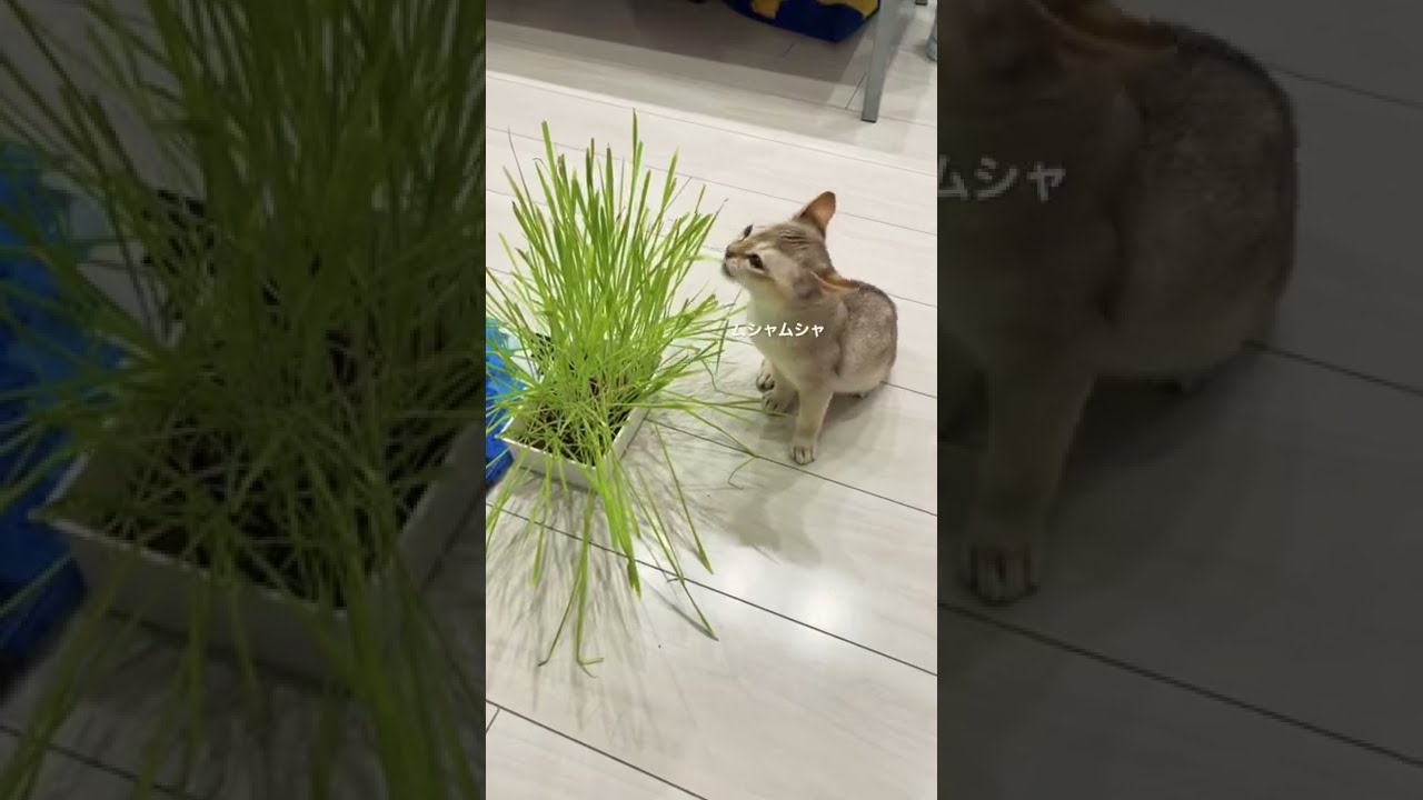 [シンガプーラ] 草を食べるにゃ！！🌵🌲🌳🌴🌱🌿☘️🍀🍃🍂