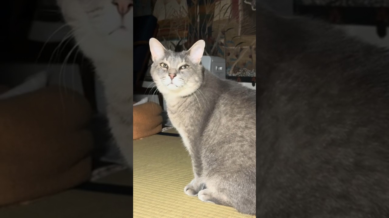 深夜..  おばあちゃんを起こして..  夜食を食べる猫…  #cat #保護猫 ＃風の猫＃さっちゃん