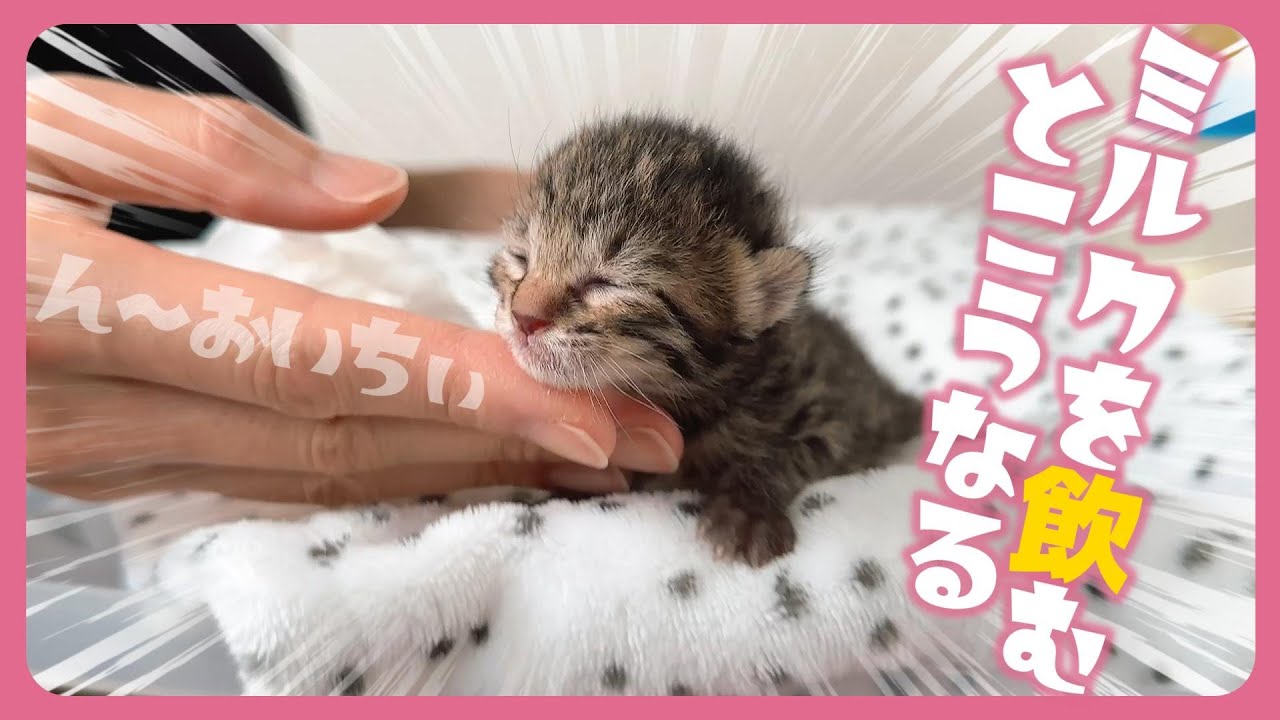 へその緒が絡まっていた子猫たち　みんなミルクを飲んで安定してきたよ～【保護猫生活6日目】