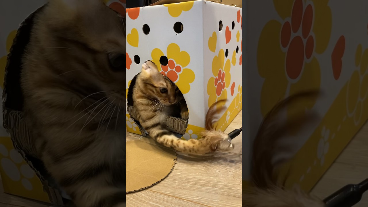 【ベンガル】箱入り狩猟ごっこ #cat #shorts