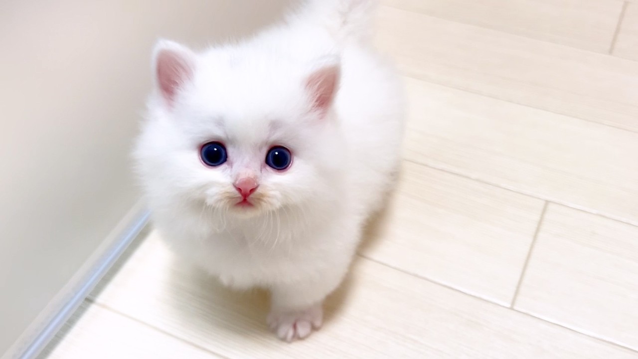【マンチカンの子猫】子猫ちゃん達の初外出に行った件 ～猫のいる生活Vol.976～出産動画 マンチカン短足・ミヌエット・ペルシャ猫専門ブリーダー『ペット蔵人』【子猫の成長記録】