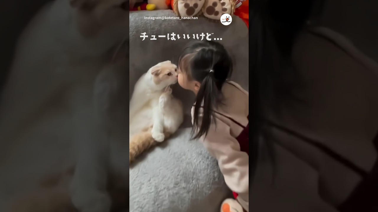 チューは良いけど〇〇はダメなニャンコ🤚🚫｜PECO #スコティッシュフォールド #猫 #愛猫家 #猫のいる暮らし #scottishfold #cat #catlover #catlife