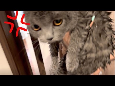 初シャンプーで化けの皮が剥がれた新米猫ジャン