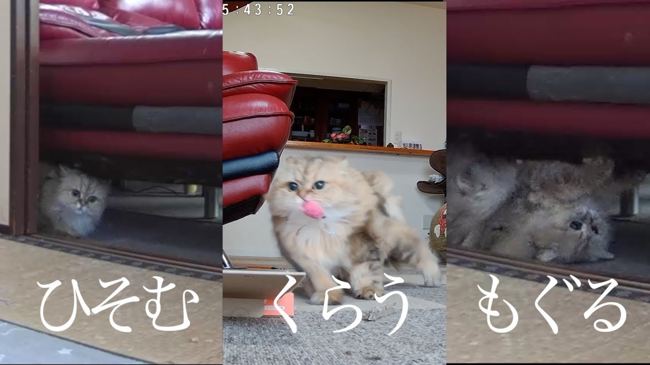 【ペルシャ猫】まるで忍者みたいなペルシャ猫マリーちゃん❗️