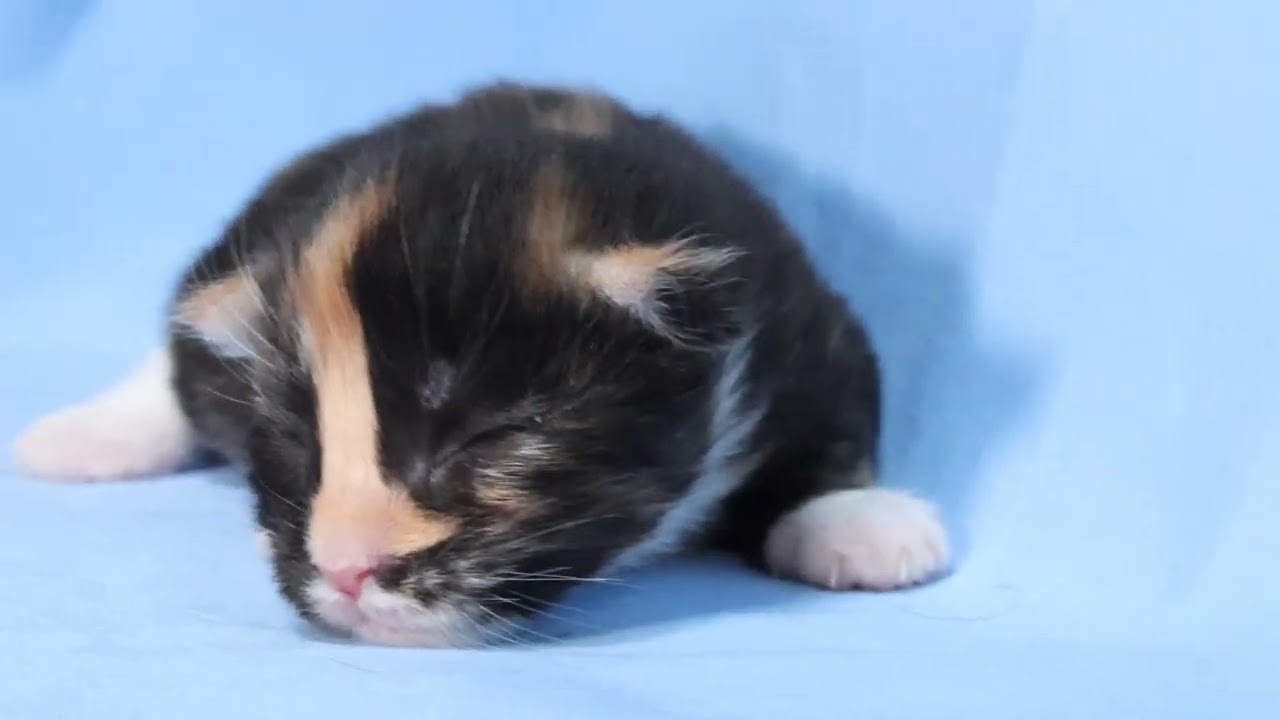 生後8日メインクーンの子猫たかしなちゃん