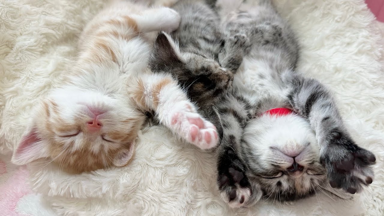 兄妹との再会が嬉しくてはしゃぎすぎた子猫【かぐ告兄妹日記#12】Kitten too excited to be reunited with its siblings.
