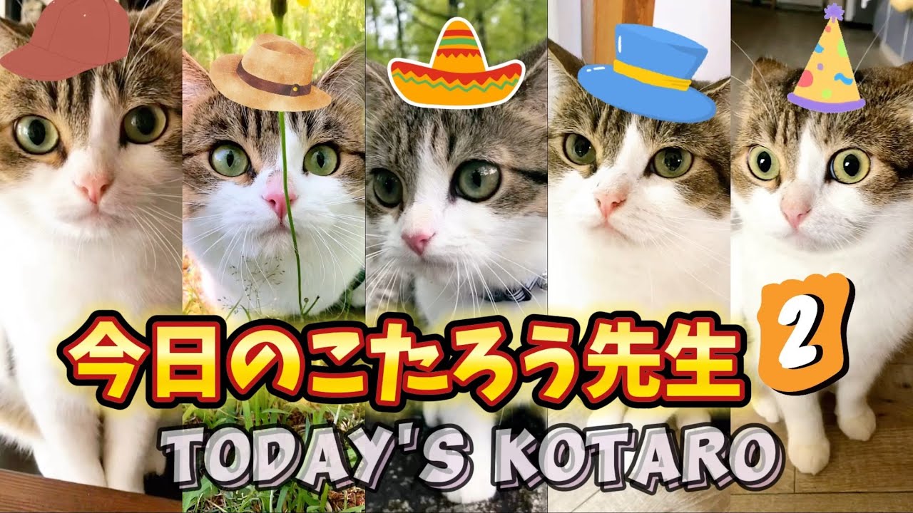【マンチカン】今日のこたろう先生2😼 “TODAY'S KOTARO ②”