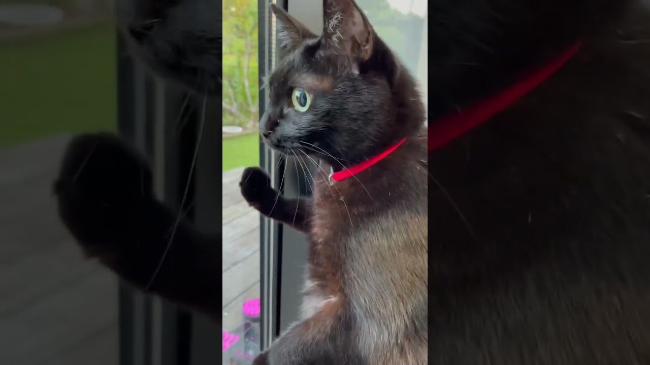 さくちゃん　警戒モード