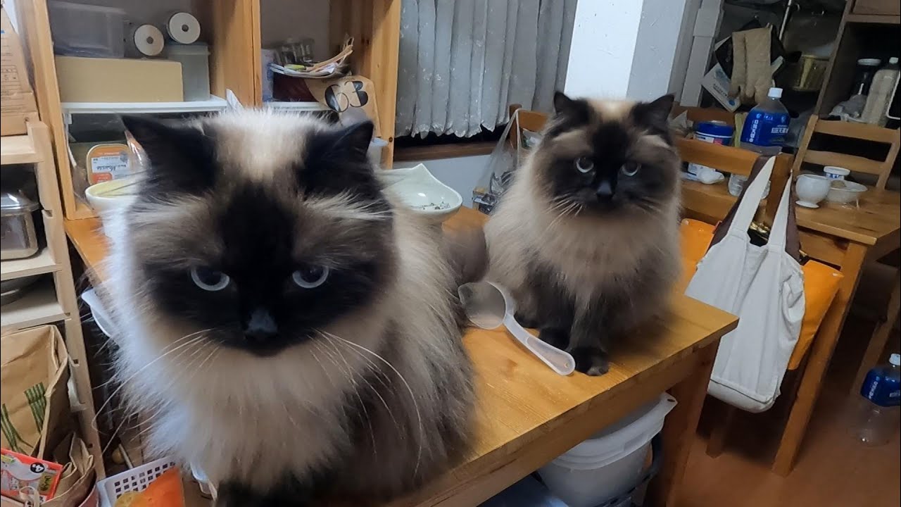 ご飯係が起きてくるのを今か今かとまっている腹ペコニャンコたち　#猫　#グリンとグランの陽だまり日記　#朝ごはん