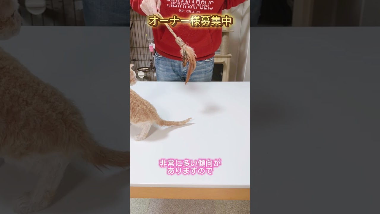 セルカークレックス（2024/3/28生まれ）2【撮影日：2024/6/7】
