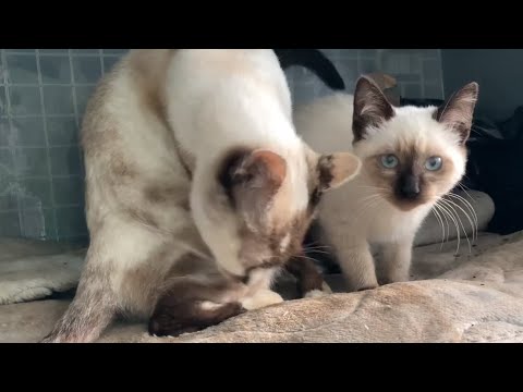 シャム猫親子が住みつく