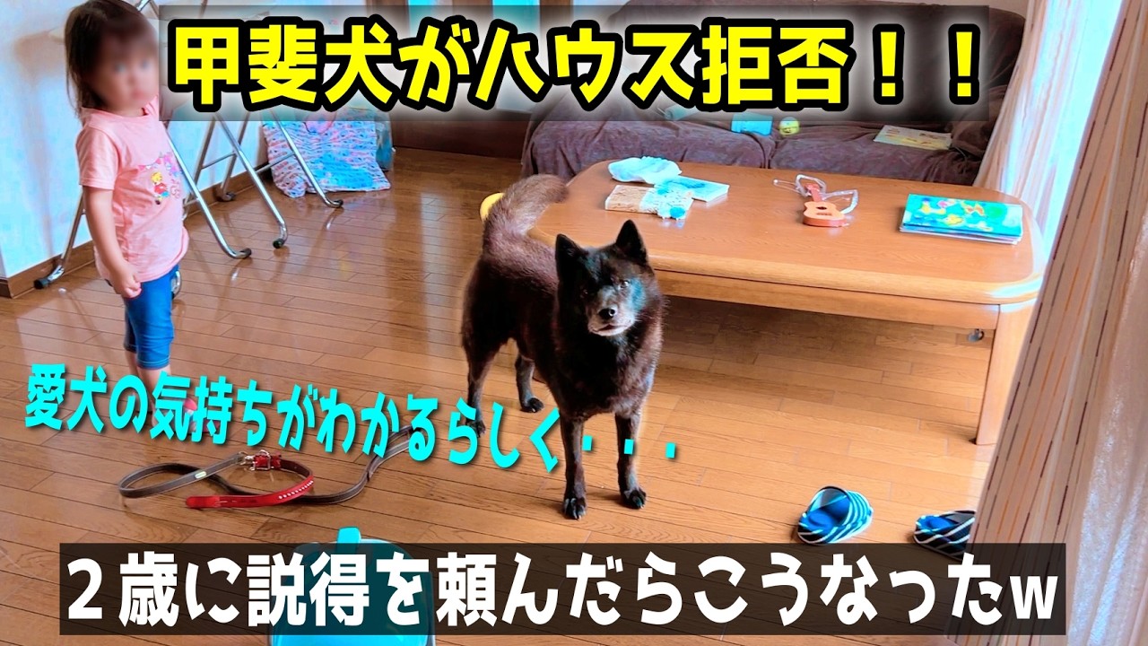 甲斐犬がハウスを拒否するので２歳に説得を頼んだらこうなった【別荘開拓編シーズン４】