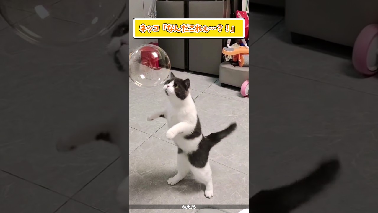 ネッコさん見て癒されたら寝ろｗｗｗ #動物 #猫 #2ch動物スレ