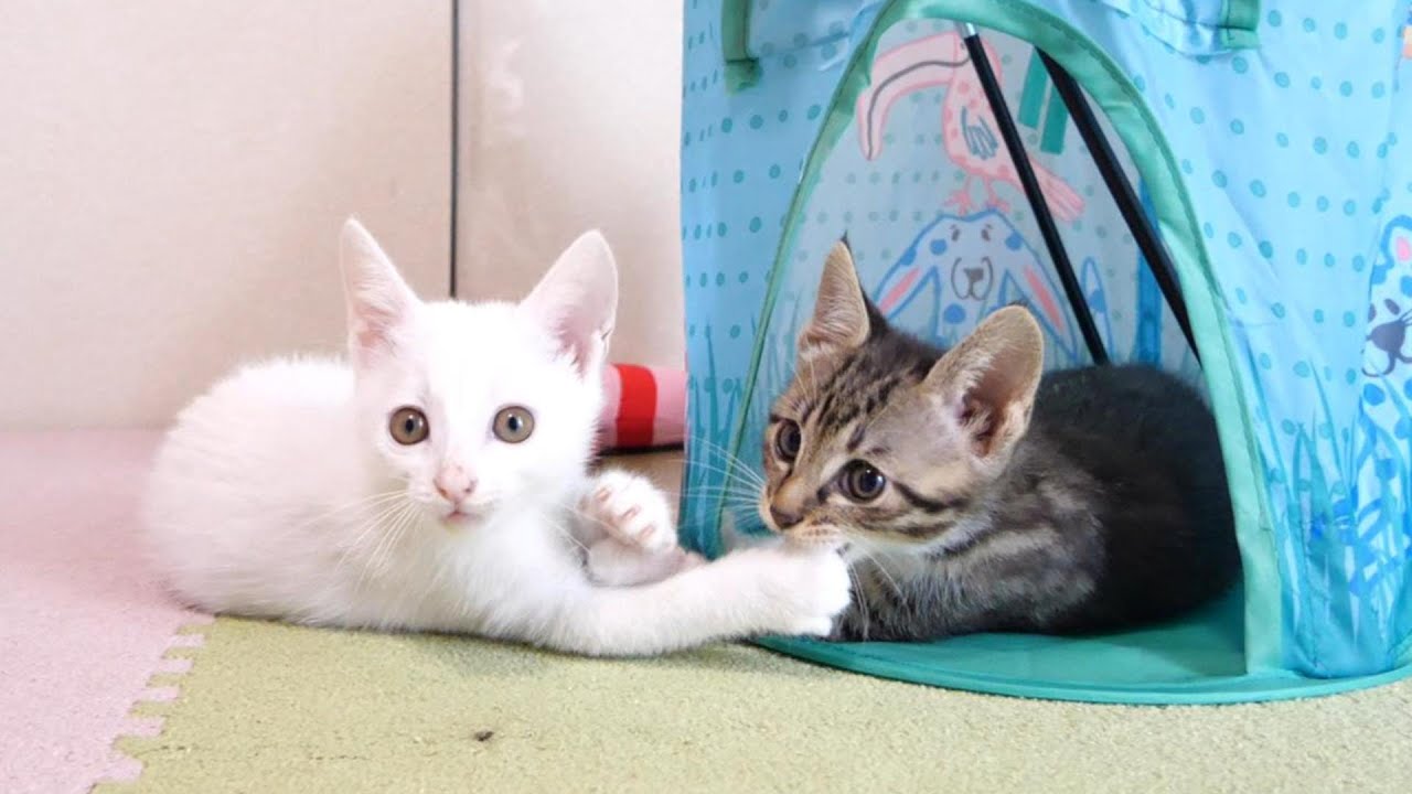 テントを見つけると飛び込む子猫たち【赤ちゃん猫　保護猫】