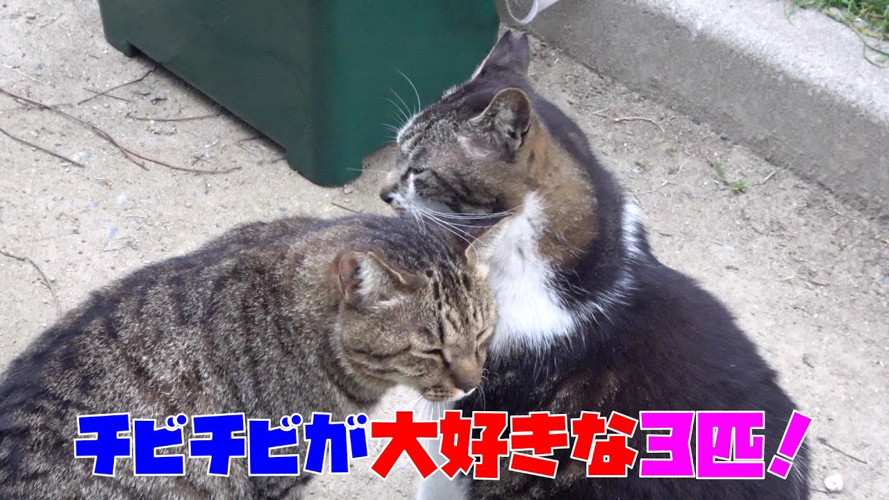 チビチビが大好きな猫は３匹！ナル・ハナ・リキ？です！😍😻　It is a cat which lives in the park.