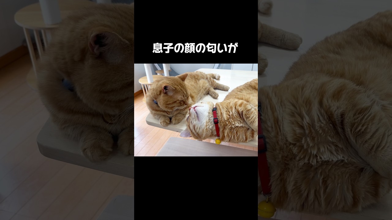息子の顔の匂いをちょっと嗅いでみたら... #猫 #マンチカン #shorts