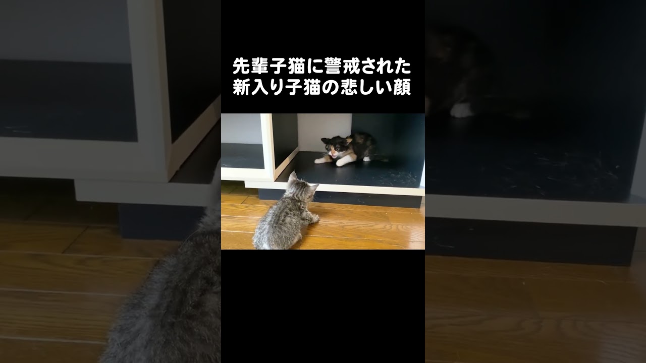 先輩子猫に警戒された新入り子猫の悲しい顔　#保護猫  #うにむぎはち