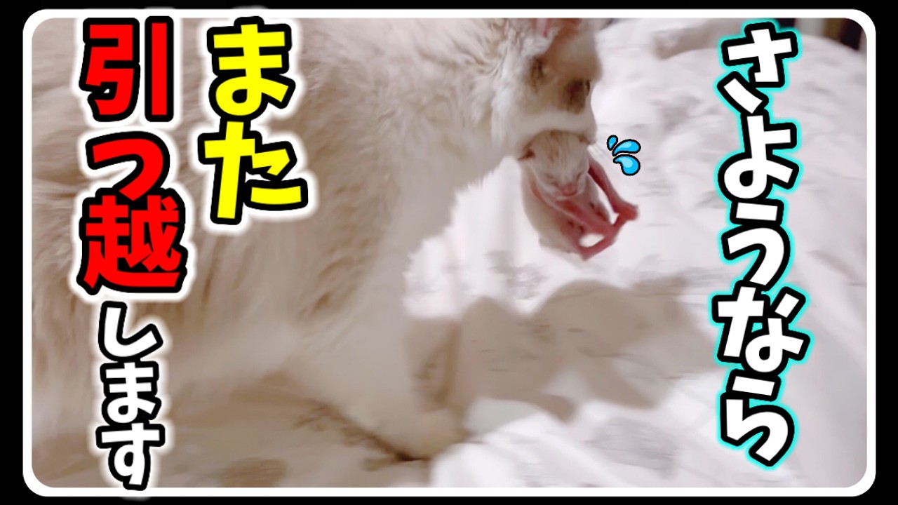 7つ子ラグドールの子猫がまた引っ越してしまいました... #猫 #ラグドール #子猫